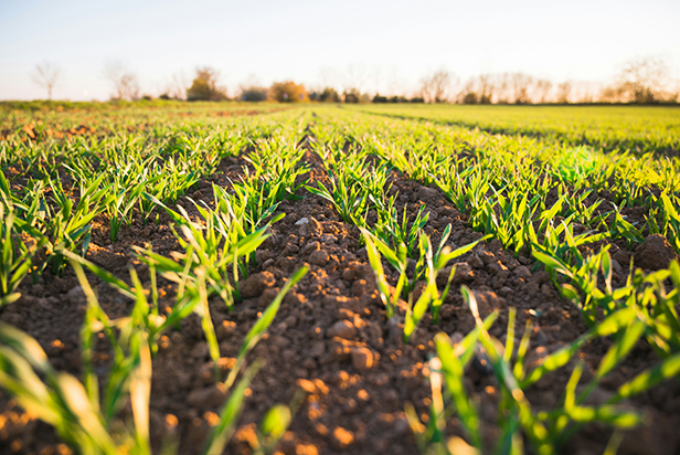 Green grass field during daytime - 50841 - Photo by Jan Kopřiva on Unsplash