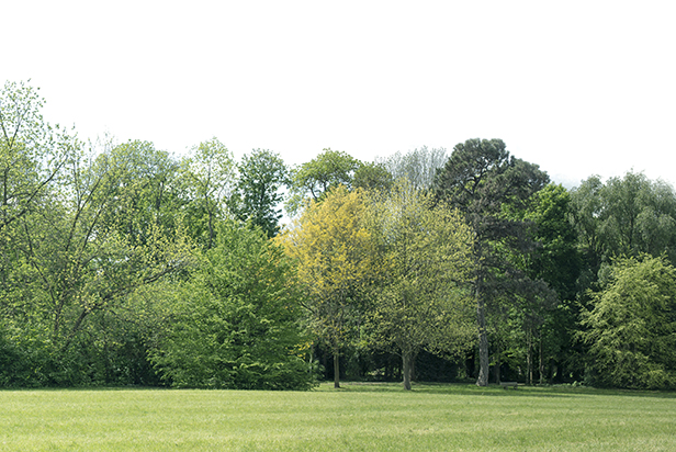 High definition treeline isolated on a white background