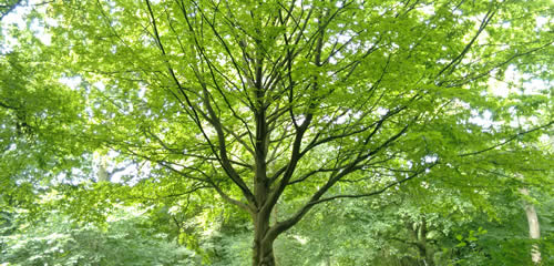 Urban trees
