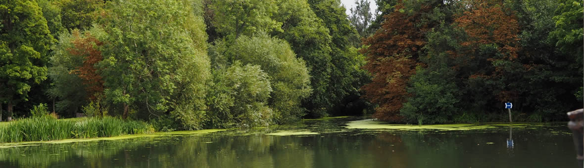 Ecosystems - a river with trees on each bank