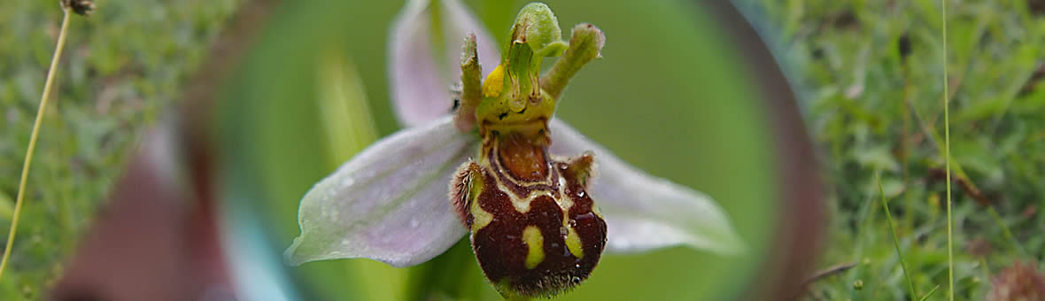 Ecosystems - bee orchid seen through magnifing glass