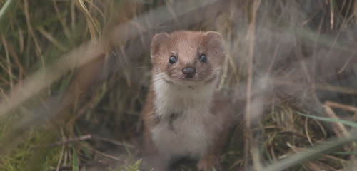 Wildlife behaviour, conservation and monitoring