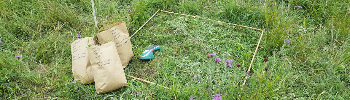 Ecohydrology of floodplain meadows