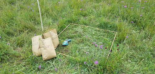 Ecohydrology of floodplain meadows