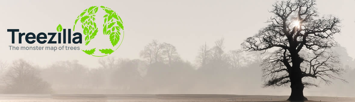 A single large tree in the foreground with the rising sun shining through its branches. Other trees in the distance are obscured by mist. The Treezilla logo - a globe map formed by leaves, is to the left.
