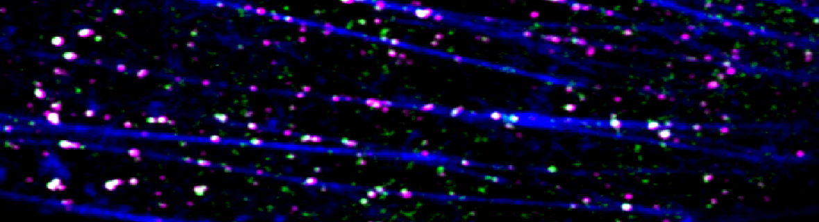 Calcium Signalling