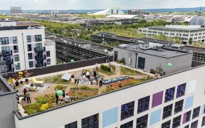 Green roof under construction