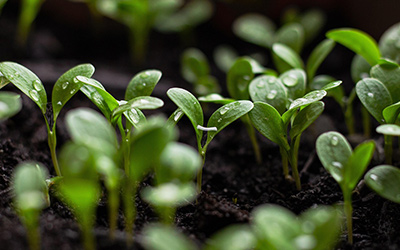 Seedlings growing in soil