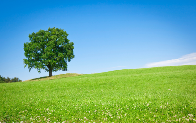 A solitary tree at the end of a meadow, with a blue sky. 